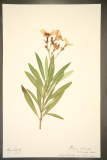 Nerium oleander RCPGdnHerbarium (136).JPG
